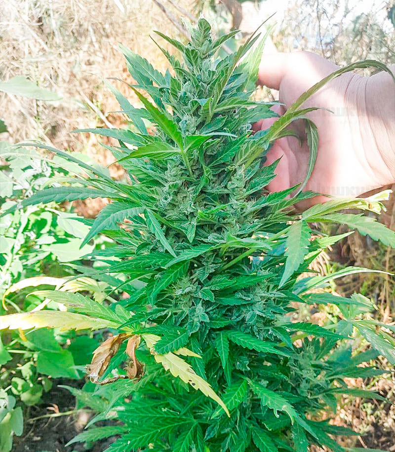 Сорт Zkittlez Auto fem (Cali Buds Seeds) семена конопли Сорт Zkittlez Auto fem (Cali Buds Seeds) семена конопли — изображение 4