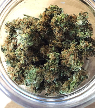 Сорт Acapulco Gold (Barney's Farm) Сорт Acapulco Gold (Barney's Farm) — изображение 3