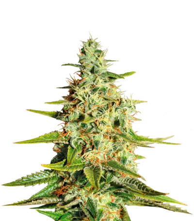 Сорт Acapulco Gold (Barney's Farm) Сорт Acapulco Gold (Barney's Farm)