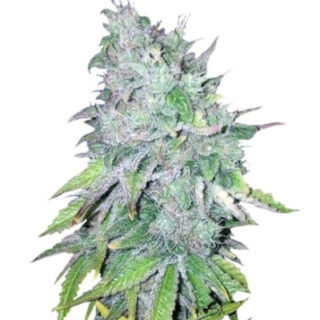 Сорт AK-48 regular (Nirvana Seeds)
