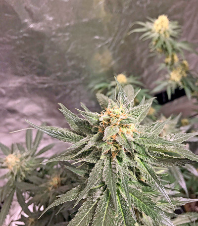 Сорт AK-48 regular (Nirvana Seeds) Сорт AK-48 regular (Nirvana Seeds) — изображение 3