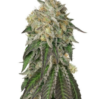Сорт Amherst Sour Diesel (Humboldt Seeds)