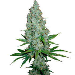 Сорт Amnesia Lemon fem (Barney's Farm)