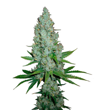Сорт Amnesia Lemon fem (Barney's Farm) Сорт Amnesia Lemon fem (Barney's Farm)