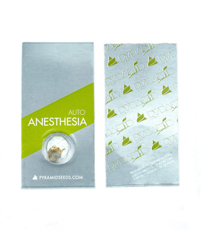 Сорт Auto Anesthesia fem (Pyramid Seeds) Сорт Auto Anesthesia fem (Pyramid Seeds) — изображение 2