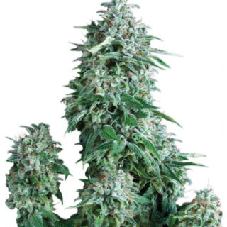 Сорт Anubis fem (Pyramid Seeds)