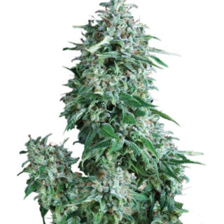 Сорт Auto Anubis fem (Pyramid Seeds)