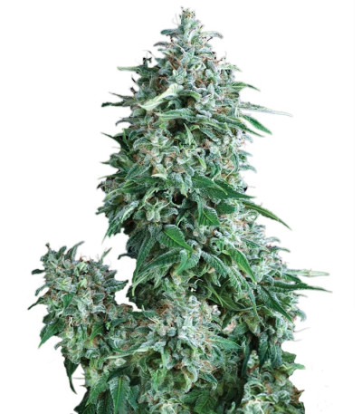 Сорт Auto Anubis fem (Pyramid Seeds) Сорт Auto Anubis fem (Pyramid Seeds)