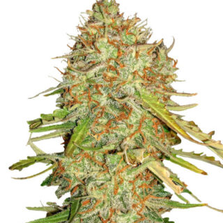 Сорт Auto Gorilla Blue fem (Advanced Seeds) Сорт Auto Gorilla Blue fem (Advanced Seeds)