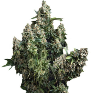 Сорт Auto Tutankhamon fem (Pyramid Seeds) Сорт Auto Tutankhamon fem (Pyramid Seeds)