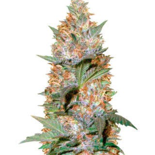 Сорт Auto Caramelino (Victory Seeds) Сорт Auto Caramelino (Victory Seeds)