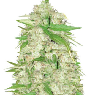Сорт Auto Ultra Power Plant (Victory Seeds) Сорт Auto Ultra Power Plant (Victory Seeds)