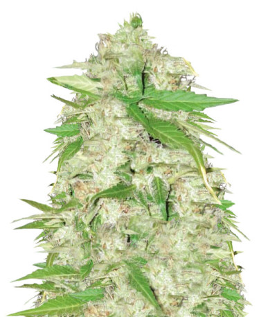 Сорт Auto Ultra Power Plant (Victory Seeds) Сорт Auto Ultra Power Plant (Victory Seeds)