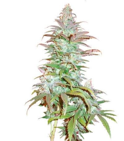 Сорт Blueberry Cheese Auto (Blue Cheese Auto) fem (Barney's Farm) Сорт Blueberry Cheese Auto (Blue Cheese Auto) fem (Barney's Farm)