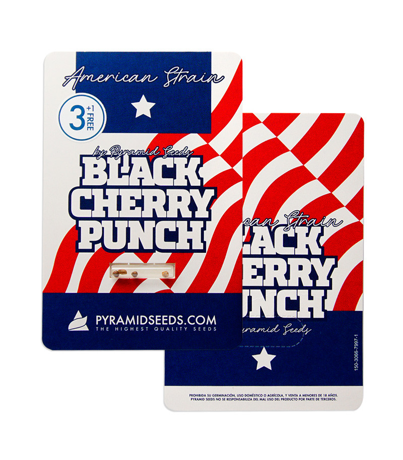 Сорт Black Cherry Punch fem (Pyramid Seeds) Сорт Black Cherry Punch fem (Pyramid Seeds) — изображение 2