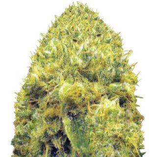 Сорт Blow Dream fem (Victory Seeds) Сорт Blow Dream fem (Victory Seeds)