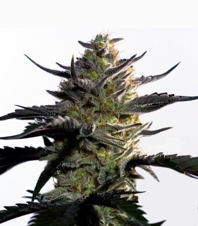 Сорт Blueberry OG fem (Barney's Farm) Сорт Blueberry OG fem (Barney's Farm) — изображение 5