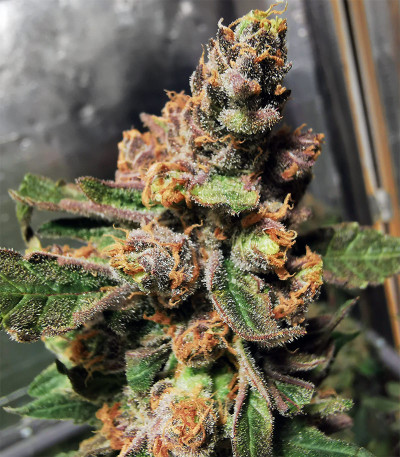 Сорт Blueberry OG fem (Barney's Farm) Сорт Blueberry OG fem (Barney's Farm) — изображение 3