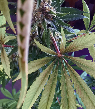 Сорт Blueberry OG fem (Barney's Farm) Сорт Blueberry OG fem (Barney's Farm) — изображение 6