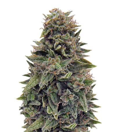Сорт Blueberry OG fem (Barney's Farm) Сорт Blueberry OG fem (Barney's Farm)