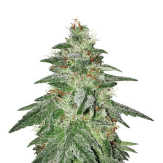 Сорт Bruce Banner #3 fem (Original Sensible Seeds)