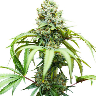 Сорт Bruce Banner #3 fem (Blimburn Seeds) семена конопли Сорт Bruce Banner #3 fem (Blimburn Seeds) семена конопли