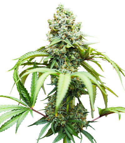 Сорт Bruce Banner #3 fem (Blimburn Seeds) семена конопли Сорт Bruce Banner #3 fem (Blimburn Seeds) семена конопли