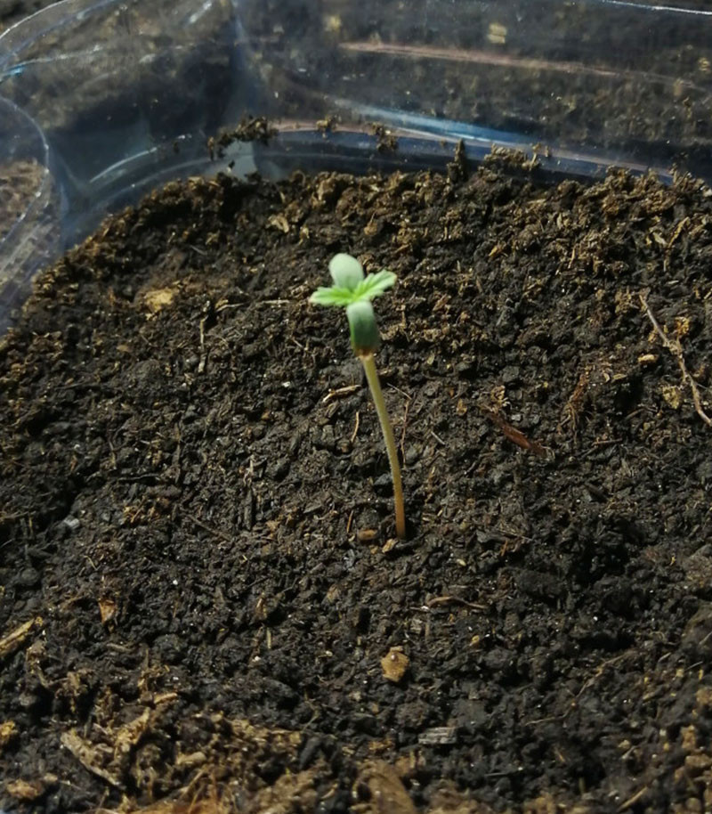 Сорт Bruce Banner Auto fem (Cali Buds Seeds) Сорт Bruce Banner Auto fem (Cali Buds Seeds) — изображение 3
