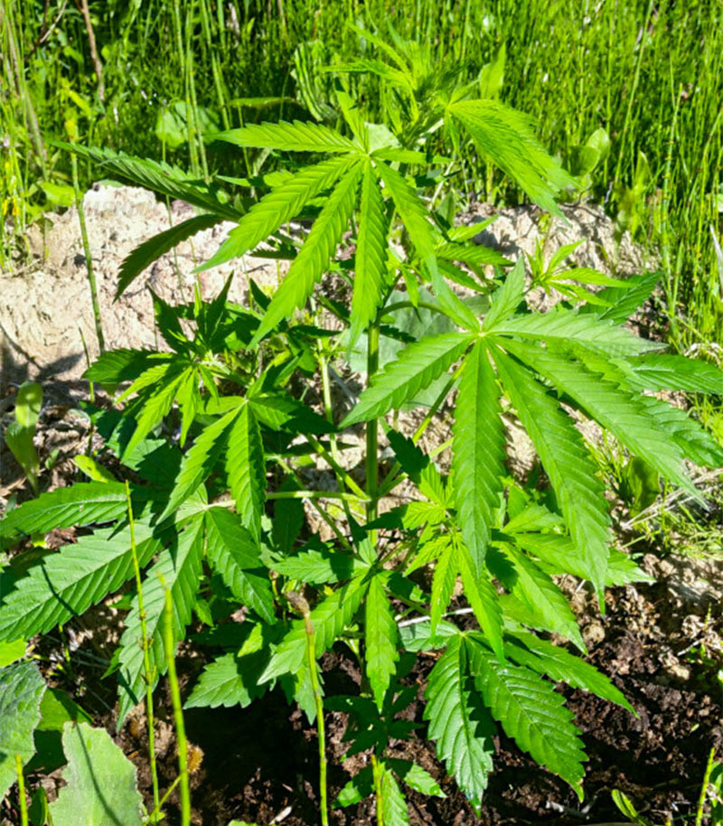 Сорт Bruce Banner Auto fem (Cali Buds Seeds) Сорт Bruce Banner Auto fem (Cali Buds Seeds) — изображение 5