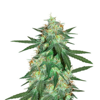 Сорт Bruce Banner Auto (Cali Buds Seeds) семена конопли
