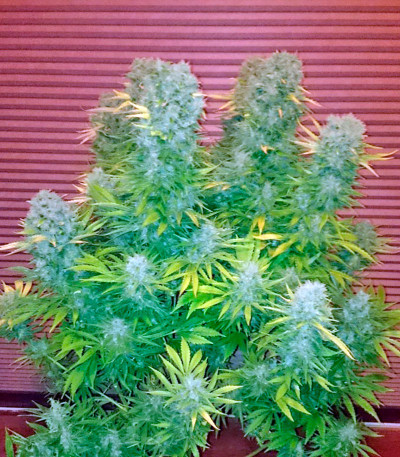 Сорт Budzilla fem (Heavyweight Seeds) Сорт Budzilla fem (Heavyweight Seeds) — изображение 3
