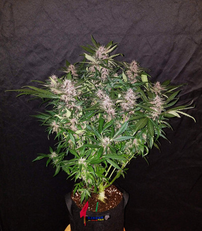 Сорт C4 auto fem (FastBuds) семена конопли Сорт C4 auto fem (FastBuds) семена конопли — изображение 3
