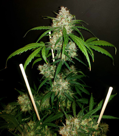 Сорт C4 auto fem (FastBuds) семена конопли Сорт C4 auto fem (FastBuds) семена конопли — изображение 5