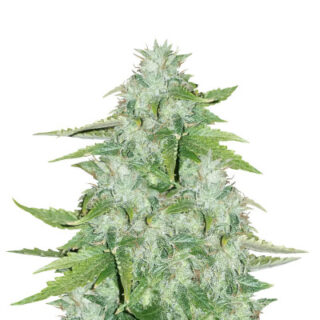 Сорт Cookies USA fem (Pyramid Seeds)