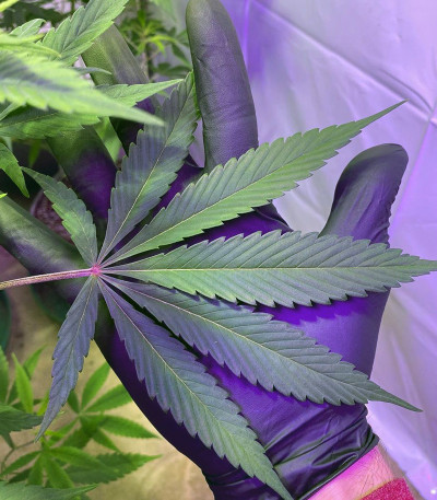Сорт Chocobang fem (Delicious Seeds) Сорт Chocobang fem (Delicious Seeds) — изображение 3