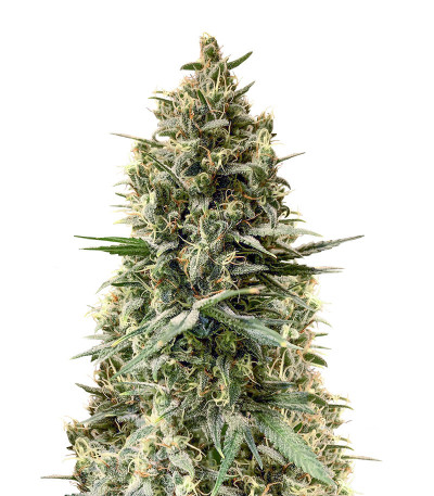 Сорт Chocobang fem (Delicious Seeds) Сорт Chocobang fem (Delicious Seeds)