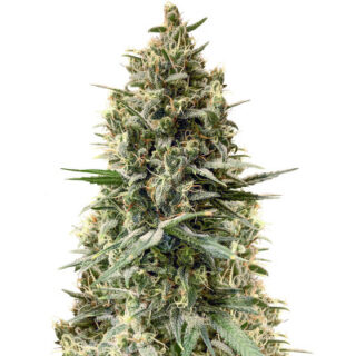 Сорт Chocobang fem (Delicious Seeds) семена конопли Сорт Chocobang fem (Delicious Seeds) семена конопли