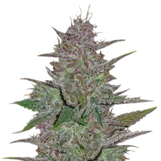 Сорт Cream Cookies Auto fem (FastBuds) Сорт Cream Cookies Auto fem (FastBuds)