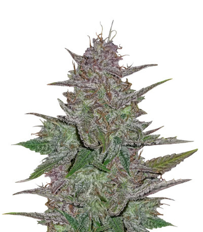 Сорт Cream Cookies Auto fem (FastBuds) Сорт Cream Cookies Auto fem (FastBuds)