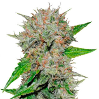Сорт Cookies Kush fem (Barney's Farm)