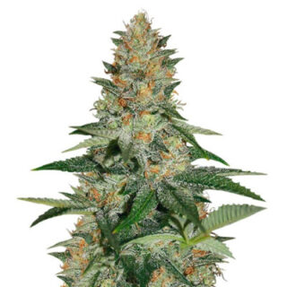 Сорт Cookies Kush fem (Barney's Farm)