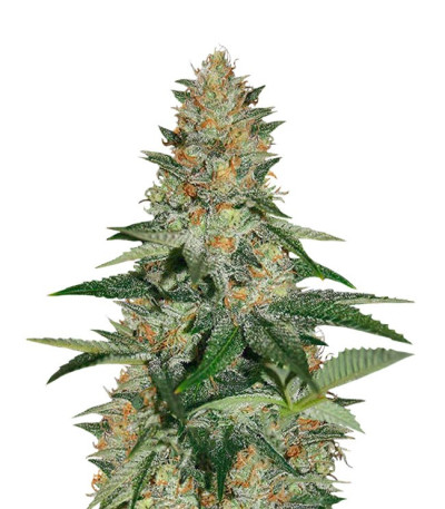 Сорт Cookies Kush fem (Barney's Farm) Сорт Cookies Kush fem (Barney's Farm)
