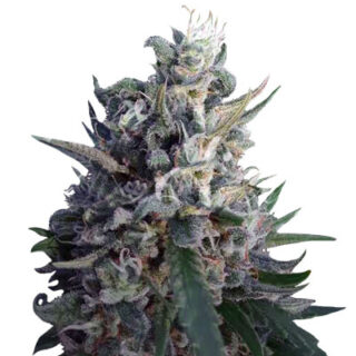 Сорт Eleven Roses fem (Delicious Seeds) Сорт Eleven Roses fem (Delicious Seeds)