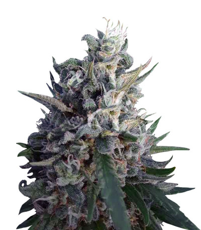 Сорт Eleven Roses fem (Delicious Seeds) Сорт Eleven Roses fem (Delicious Seeds)