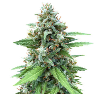 Сорт Descojack fem (Delicious Seeds)