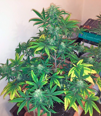 Сорт Dutch Dragon fem (Paradise Seeds) Сорт Dutch Dragon fem (Paradise Seeds) — изображение 3