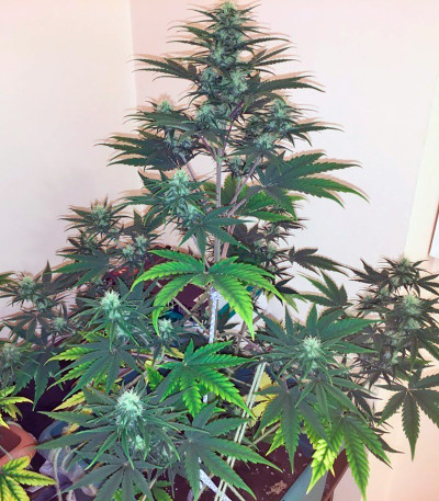 Сорт Dutch Dragon fem (Paradise Seeds) Сорт Dutch Dragon fem (Paradise Seeds) — изображение 4