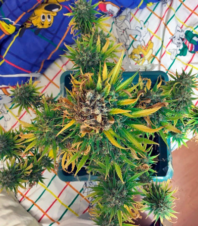 Сорт Dutch Dragon fem (Paradise Seeds) Сорт Dutch Dragon fem (Paradise Seeds) — изображение 5