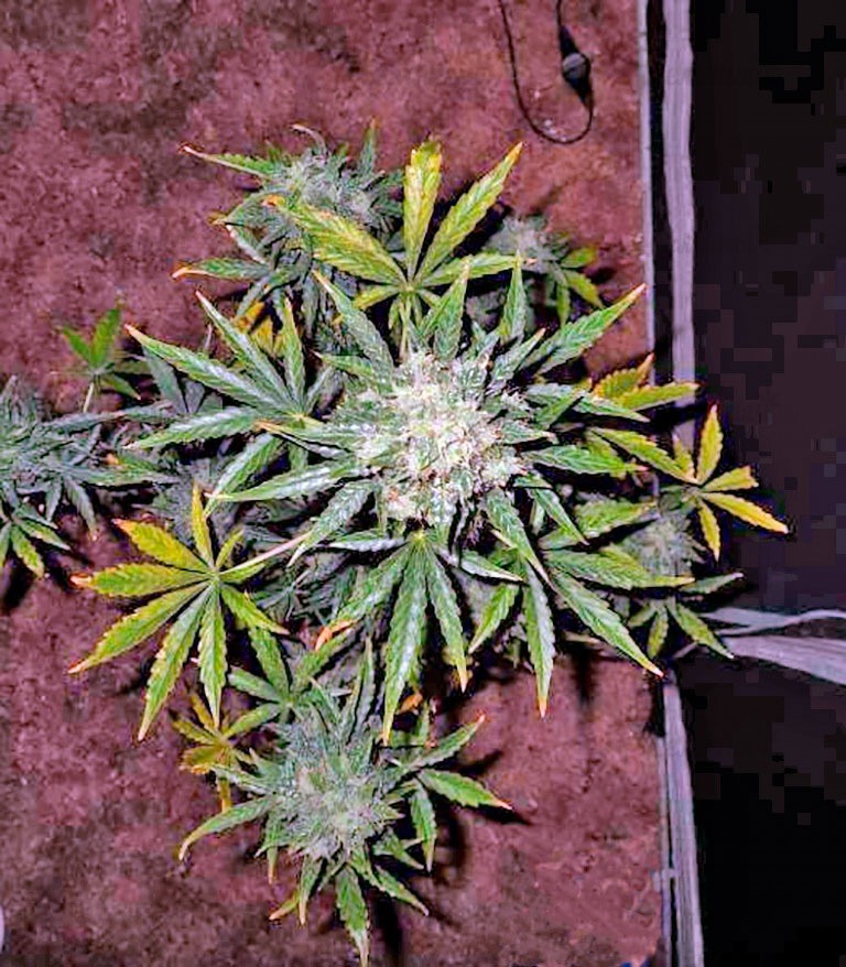 Сорт Dutch Dragon fem (Paradise Seeds) Сорт Dutch Dragon fem (Paradise Seeds) — изображение 3