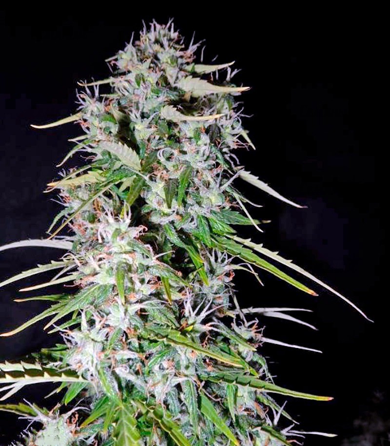 Сорт Dutch Dragon fem (Paradise Seeds) Сорт Dutch Dragon fem (Paradise Seeds) — изображение 2